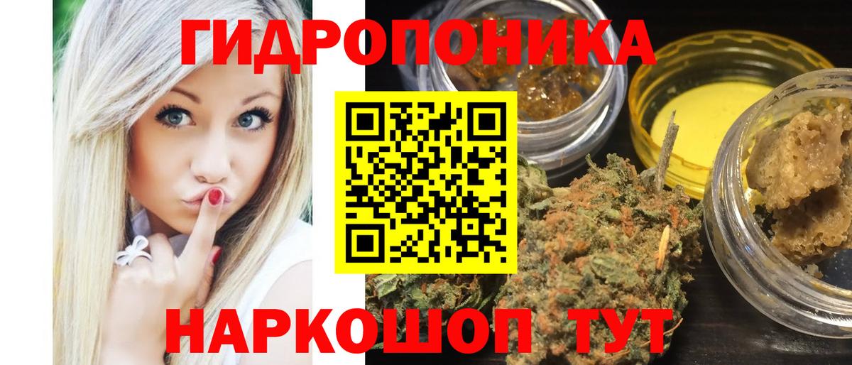 Каннабис OG Kush Светлоград